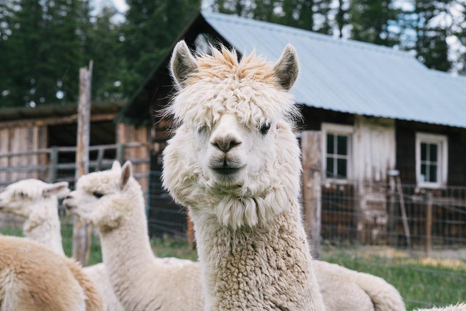 Making Magazine - No. 2 Fauna Making Magazine