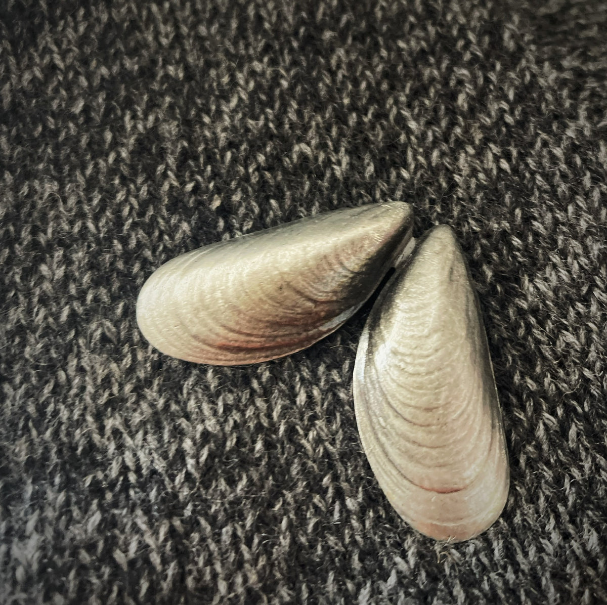 Mussel Shell Brooch - Silver TextileGarden