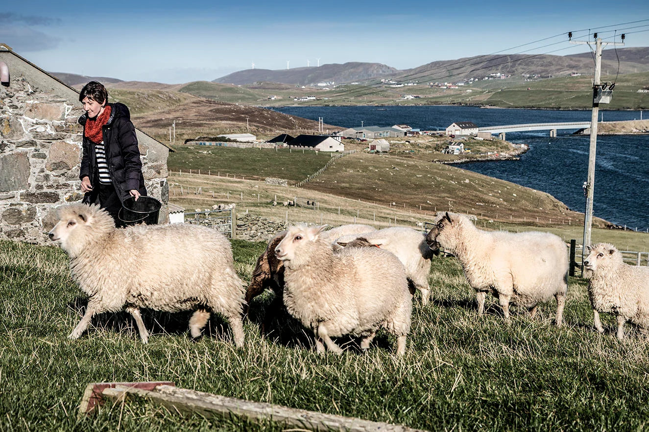 Shetland Oo by Kate Davies