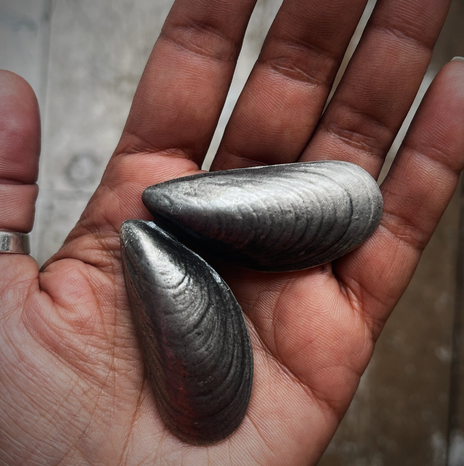 Mussel Shell Brooch - Silver TextileGarden