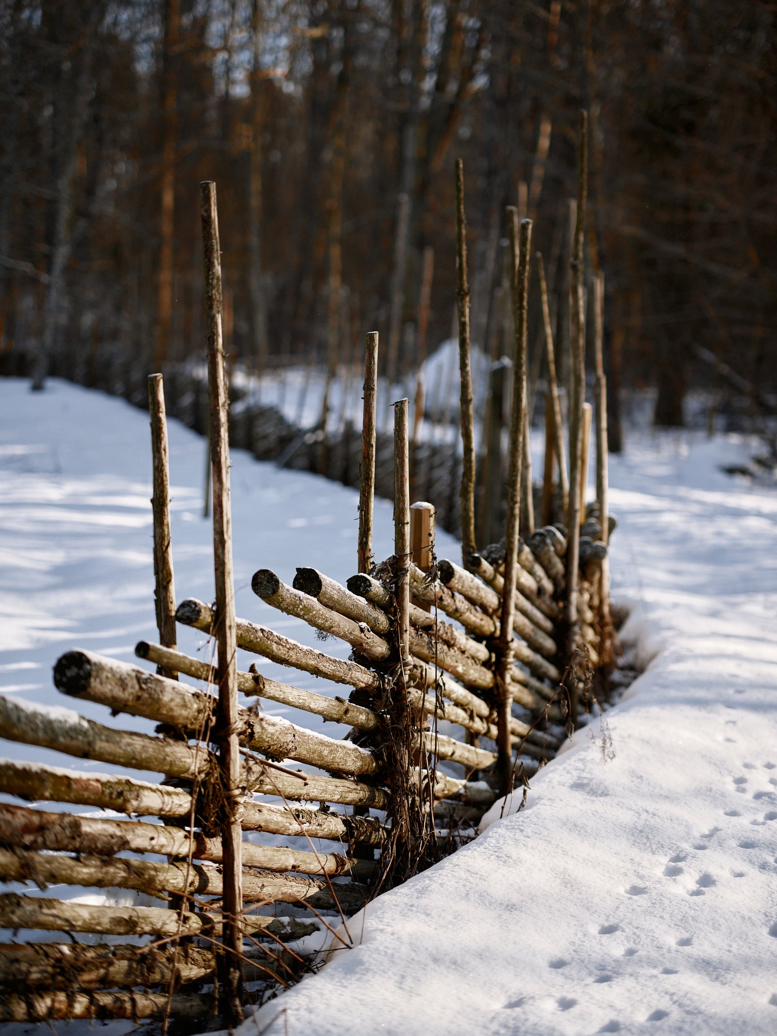 Laine Magazine - Issue 23