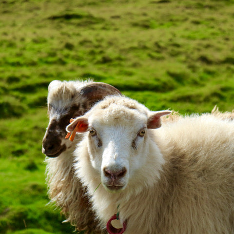 Faroese Yarn