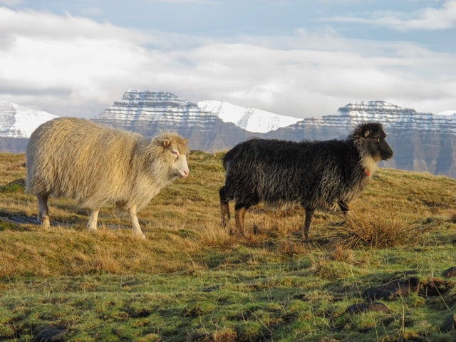 Faroese Yarn