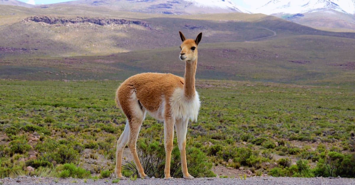 VICUÑA by Illimani