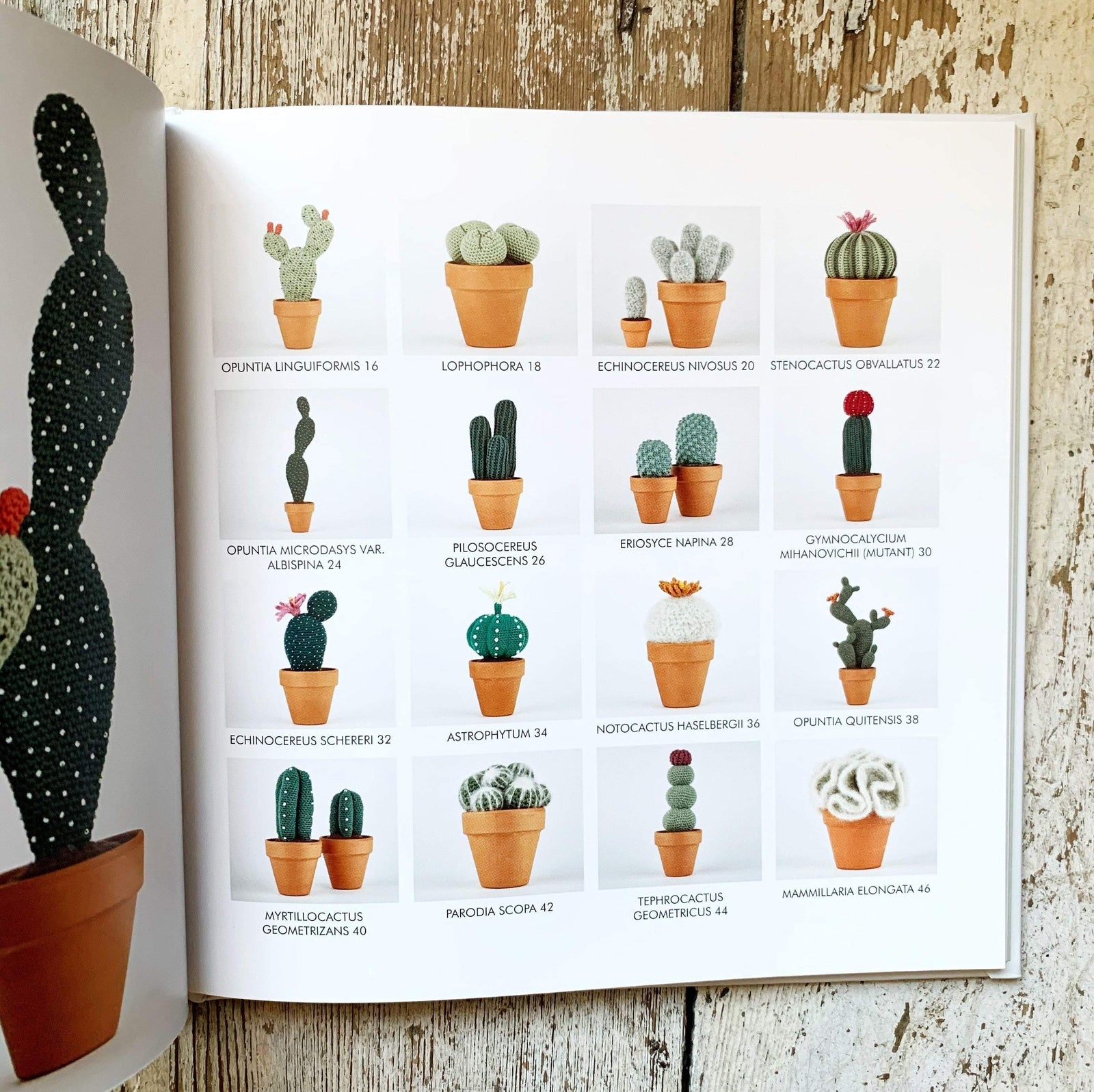 Crocheted Cactuses Search Press